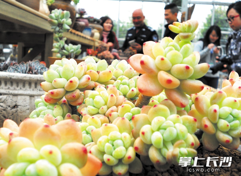 植物园“多肉植物馆”内展出的众多的多肉植物精品，吸引了众多“肉肉”粉丝前往观赏。 长沙晚报记者 周柏平 摄
