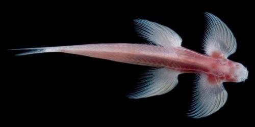 鱼也能爬行?泰国穴居鱼长四肢能攀爬瀑布(图)