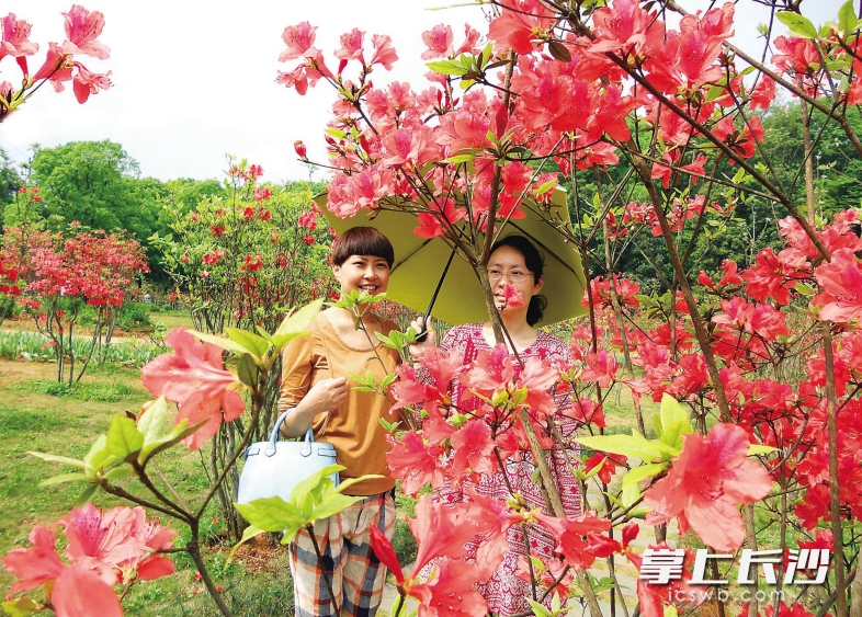 昨日，成片盛开的来自井冈山的映山红吸引了众多市民、游客驻足拍照留念，感受映山红独特的艳丽。长沙晚报记者 周柏平 摄