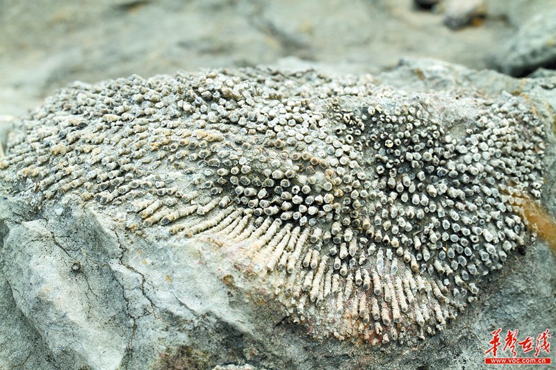 图为珊瑚化石. 秦巴山 摄