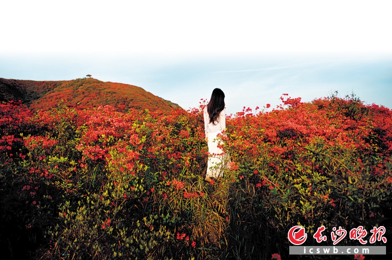 大围山上野生杜鹃红遍山头。（资料图片）