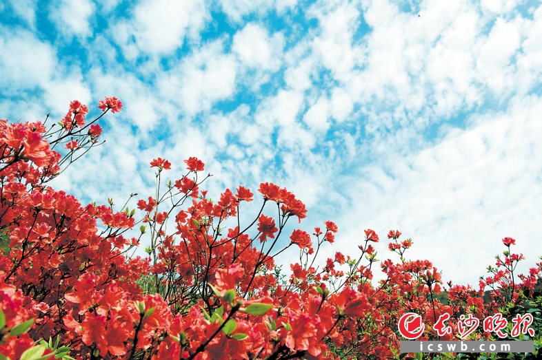大围山上鲜艳的杜鹃，将持续开放到本月下旬。长沙晚报通讯员 熊剑 摄