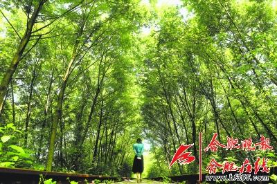“爱情隧道”藏身小镇 树木藤曼环绕铁路如仙境