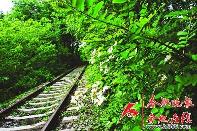 “爱情隧道”藏身小镇 树木藤曼环绕铁路如仙境