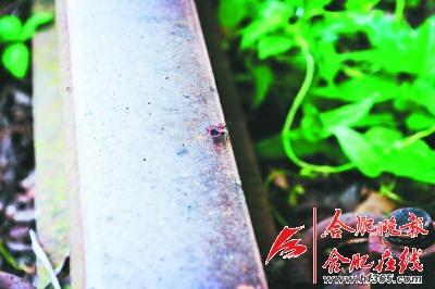 “爱情隧道”藏身小镇 树木藤曼环绕铁路如仙境