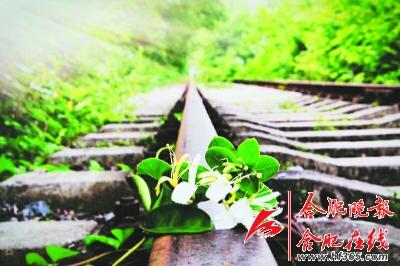 “爱情隧道”藏身小镇 树木藤曼环绕铁路如仙境