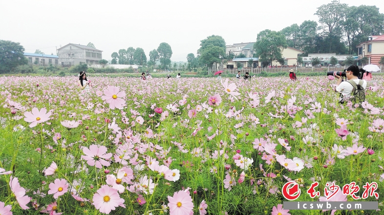 望城茶亭镇“百亩花海”里，格桑花开得如云似霞，游客纷纷留影。长沙晚报记者 颜家文 摄