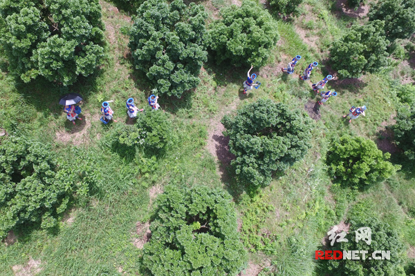 到目前为止，新化县库区共种植杨梅5万亩，已挂果5000亩，年产值达到4000万元，受益果农年均增收1500多元，杨梅开始成为移民增收的重要途径