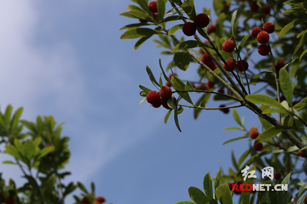 新化杨梅种植地处在雪峰山脉东边，光照充足，资江从中穿过，气侯湿润