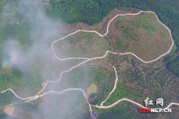 透过云层看新化县的杨梅园。新化县通过二次承包、租赁、股份合作等形式，集中耕地、林地等资源，建好了毛家垅、西江湾、新塘、小鹿、实竹、枫树、光义等7个1000亩以上的杨梅基地