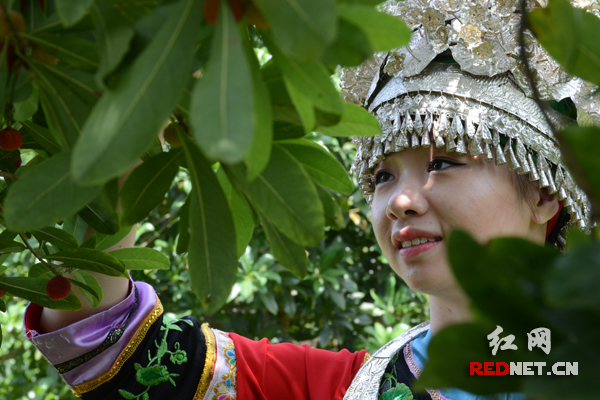 当地苗族姑娘采摘成熟后的杨梅