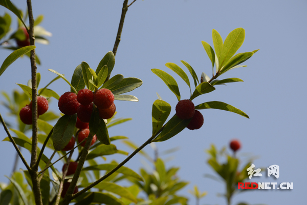 新化杨梅采取生态种植，不施化肥不打农药，施的全是菜枯肥和牛粪，杀菌撒的是生石灰，消灭害虫用的是诱虫灯