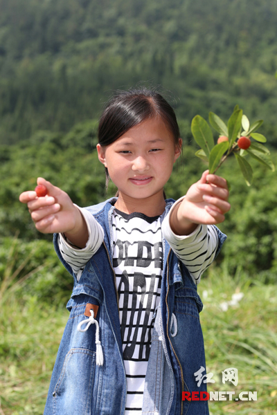 新化县油溪乡实竹村，小女孩伍芳家里比较贫困，自家种了几亩杨梅树。业余时间她还去其他村民果园里帮忙锄草剪枝，赚取学杂费