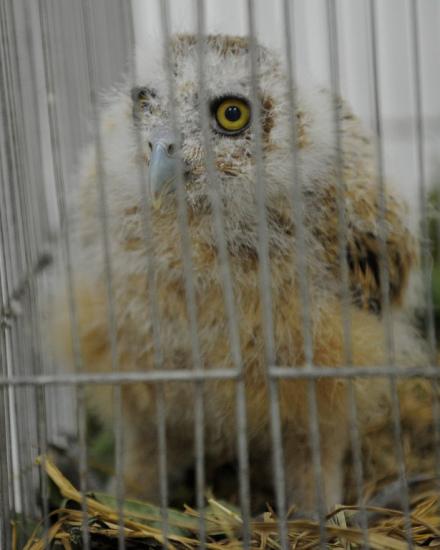 人鸟情深：猫头鹰伸开翅膀紧紧拥抱救命恩人