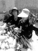 西葫芦三分钱没人收只好喂野猪 山西菜农犯了愁