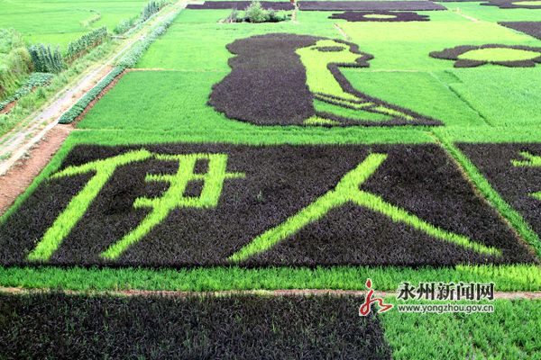 永州伊塘镇彩色水稻绘出生态田园新景观