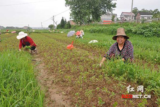正在除草的陈大姐，她也是合作社的一员，她在园区务工时每天能领到60元工资。