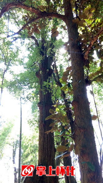 “胸有成竹”整体观 拷贝