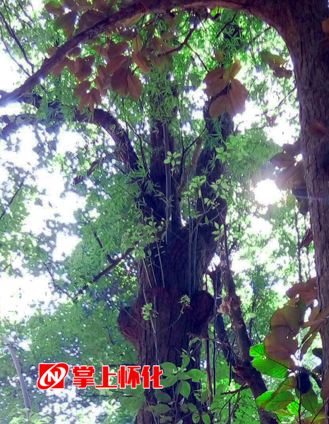 “胸有成竹”正面观 拷贝