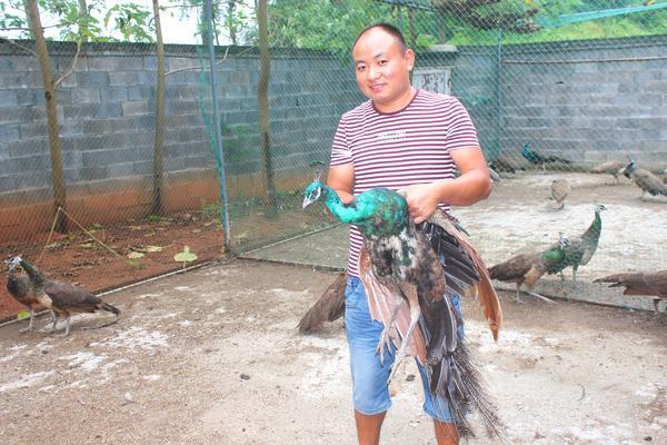 80后小伙与孔雀“共舞”打开“致富之屏 观赏鱼常见疾病 80后小伙与孔雀“共舞”打开“致富之屏 观赏鱼常见疾病