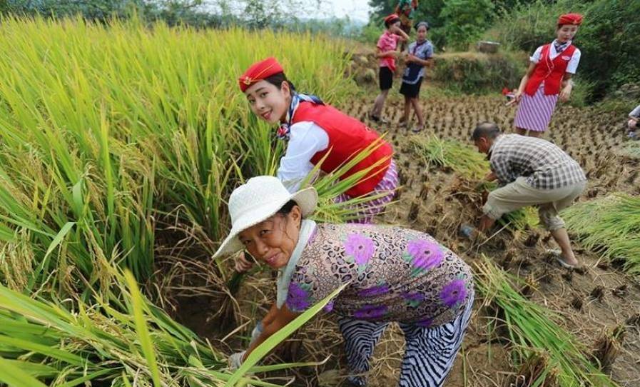 四川准空姐穿制服裙进农田收稻谷