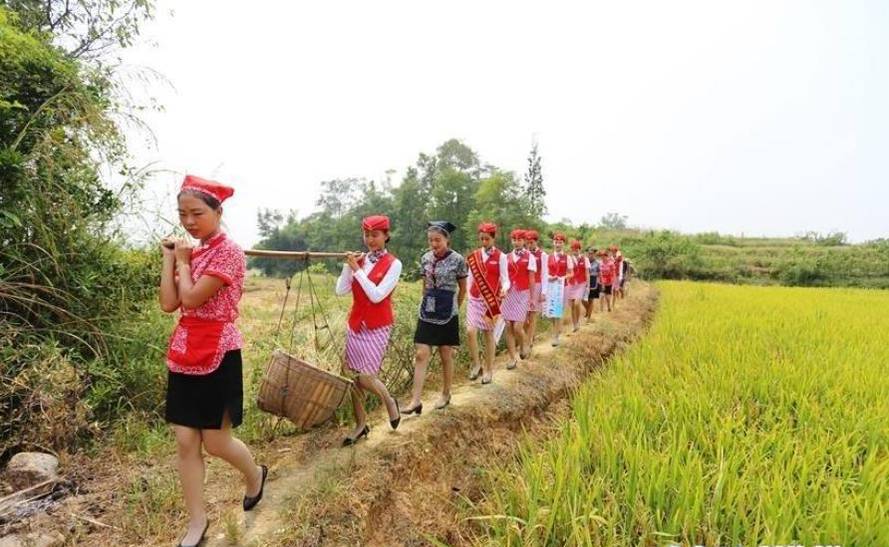 四川准空姐穿制服裙进农田收稻谷