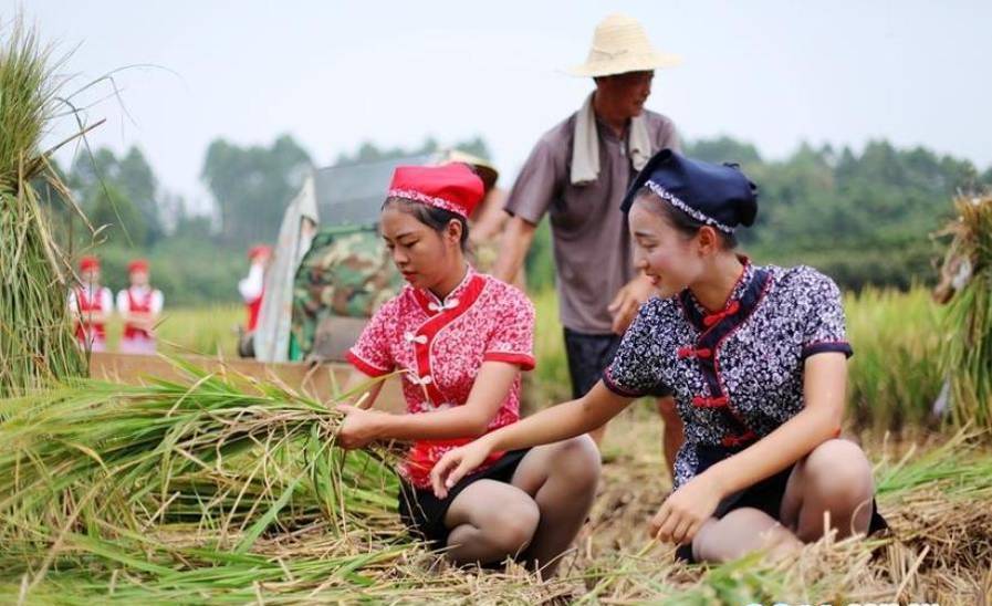 四川准空姐穿制服裙进农田收稻谷