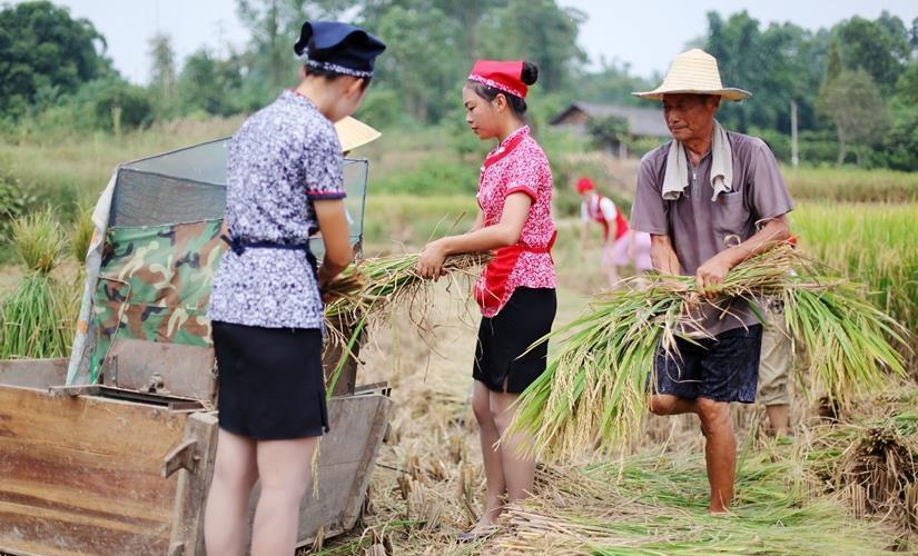 四川准空姐穿制服裙进农田收稻谷