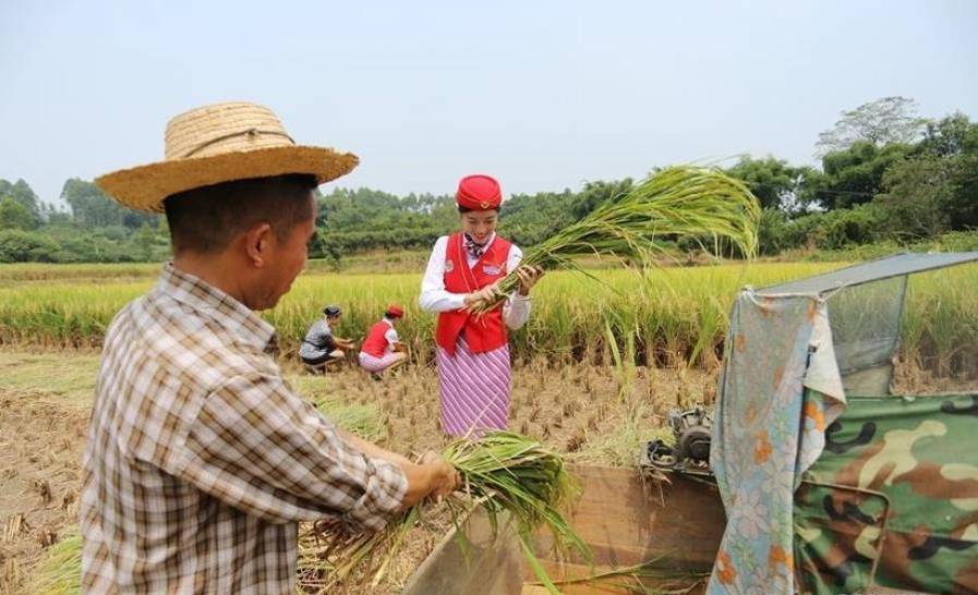 四川准空姐穿制服裙进农田收稻谷