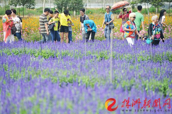 黄金周株洲旅游收入超14亿最火都市乡村游线路出炉