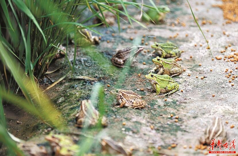蛙-稻-菜模式 生态农业特色种养业在沅江闯出新路