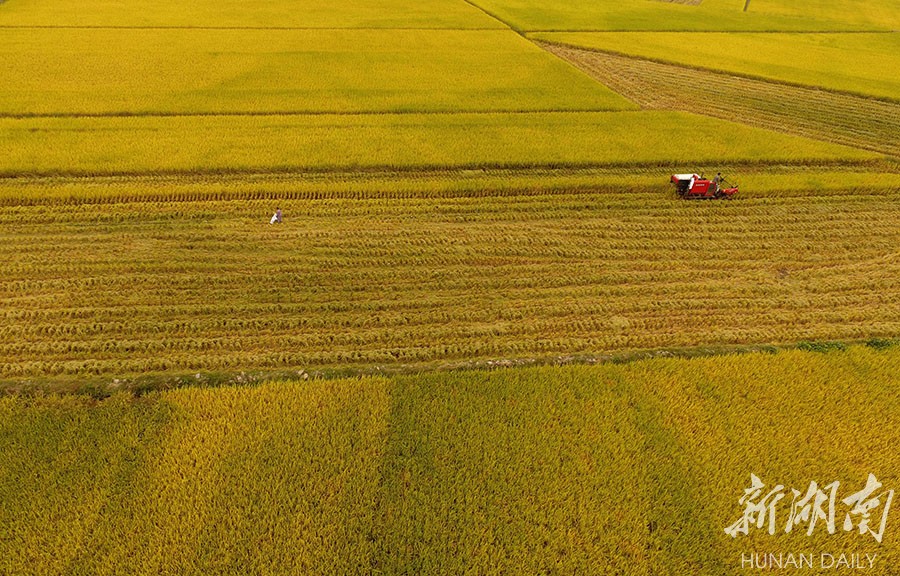 金秋时节,道县40多万亩晚稻大面积成熟,大地铺金,农民抢抓好天气收割