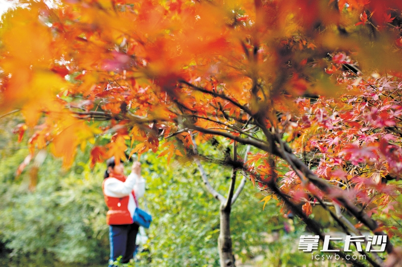 秋日的岳麓山景色美不胜收，游客沉醉其中。