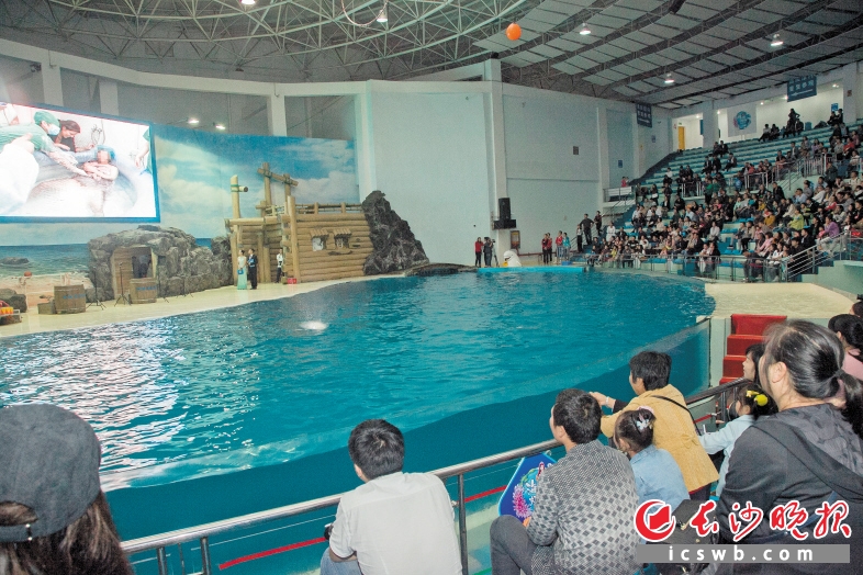  活动现场通过大屏幕展示水中分娩全过程。 长沙晚报记者 陈飞 摄