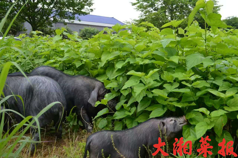 清香甜净的桑草猪肉，你吃过吗?