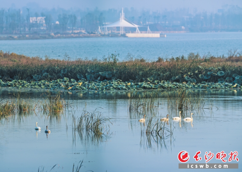 昨日清晨，记者在松雅湖西边荷塘月色景点附近发现6只天鹅。