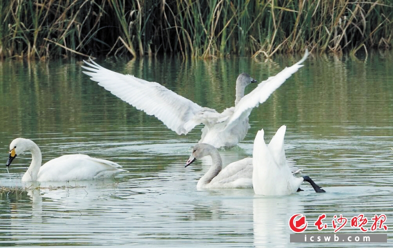 南飞天鹅首次到访长沙松雅湖成了天鹅湖