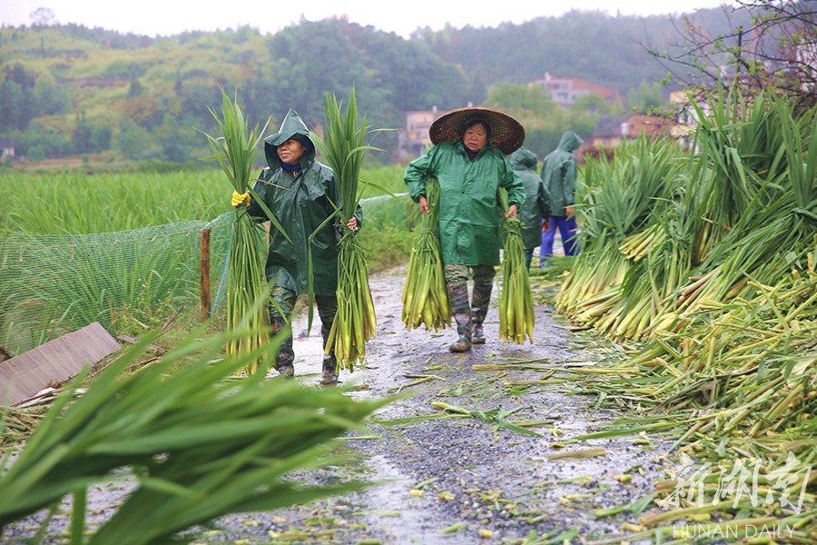 衡阳县最近全城都在吃茭白!原来是为了他……_新湖南网