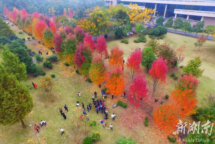 11月18日下午,湖南农业大学"红枫大道,一对情侣在火红的枫叶前拍婚纱