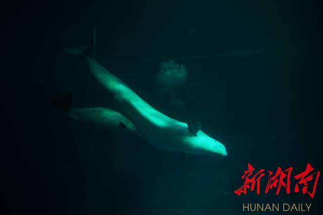 白鲸宝宝跟着母亲学习游泳。新湖南客户端记者 田超 摄 新湖南客户端11月20日讯(记者 陈薇)今天,在长沙海底世界馆内,出生不到两个月的白鲸宝宝亲昵地紧贴在母白鲸的肚子,跟着母亲学习游泳,画面十分温馨。据馆内工作人员介绍,今年9月22日,长沙海底世界饲养的母白鲸卓雅,成功分娩了一头健康的雌性白鲸宝宝,幼鲸身长约为1.