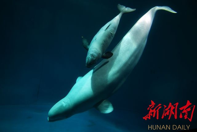 白鲸宝宝跟着母亲学习游泳.新湖南客户端记者 田超 摄