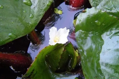 菱角花
