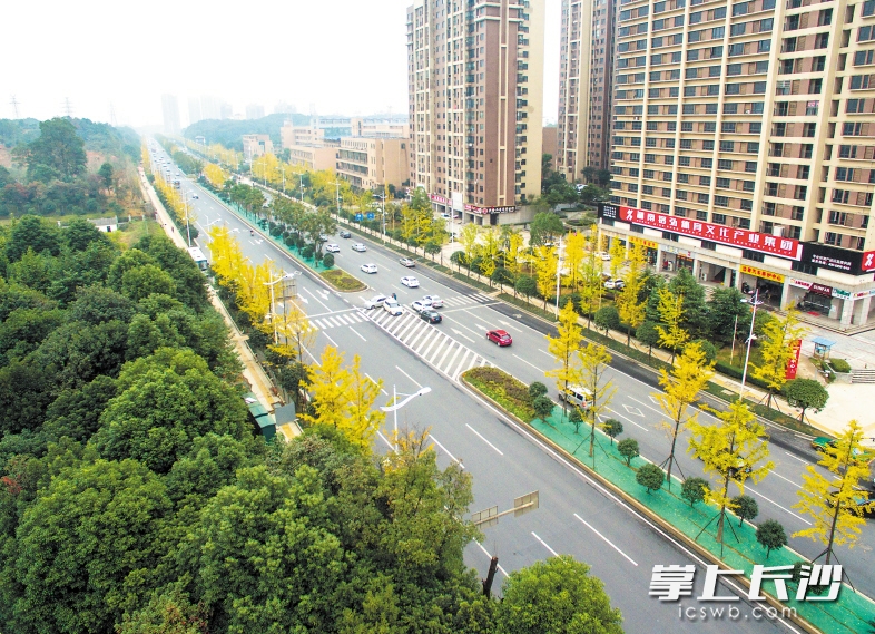 福元东路道路两旁的金色银杏成为一道亮丽的风景。长沙晚报记者 邹麟 摄