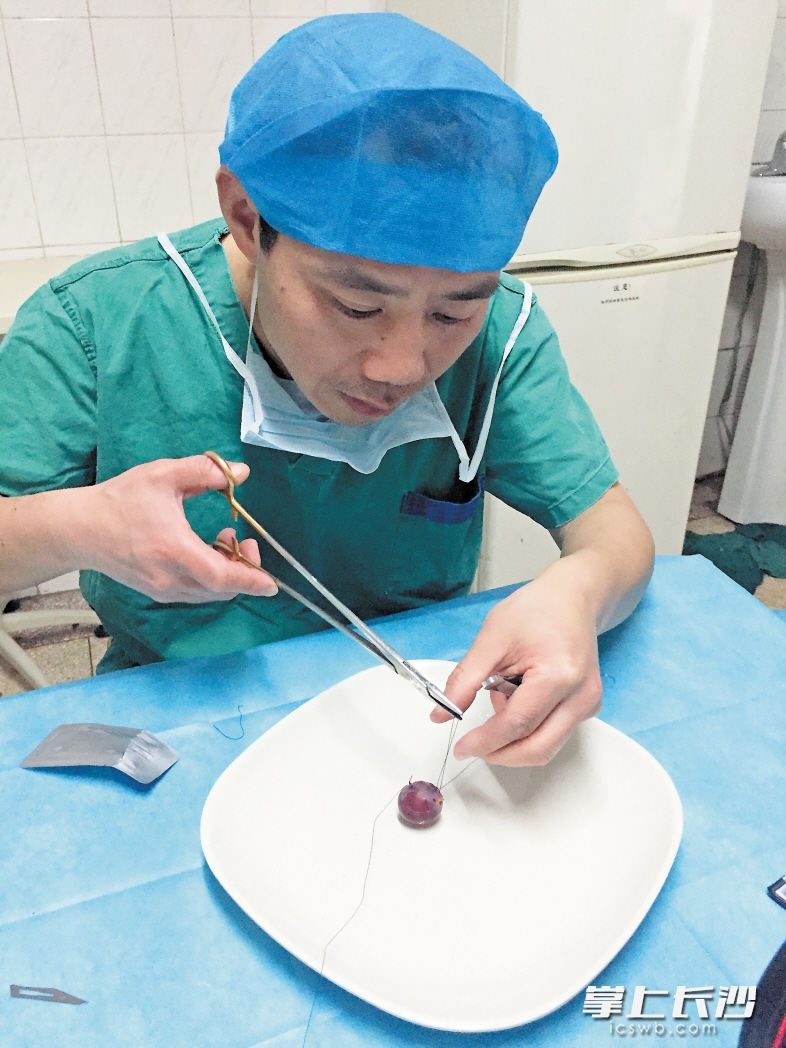 ←给葡萄做缝合“手术”，也是周建波经常做的练习。