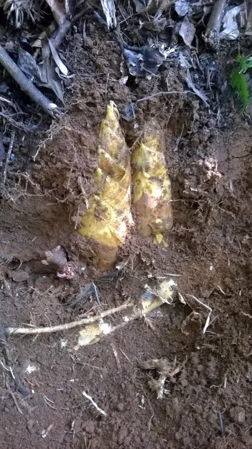 竹笋炒肉_福建竹笋收入