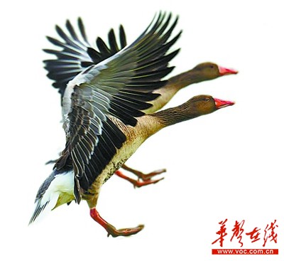 1月13日,岳阳东洞庭湖白湖水域,一大群候鸟振翅高飞 莫革文 摄