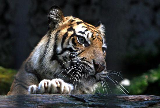 印度尼西亚泗水动物园里极度濒危的苏门答腊虎。
