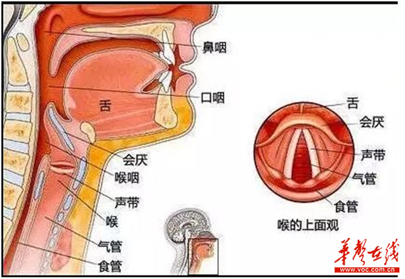 长沙四旬壮汉得急性会厌炎误以为是感冒致呼吸困难