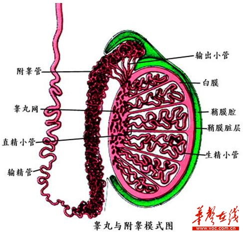 长沙30岁男子患睾丸结核 这些症状不容忽视 星辰在线 长沙新闻网 长沙新闻门户