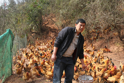 永定区马头溪村村民龚安平，在政府支持下，办起了养鸡场。